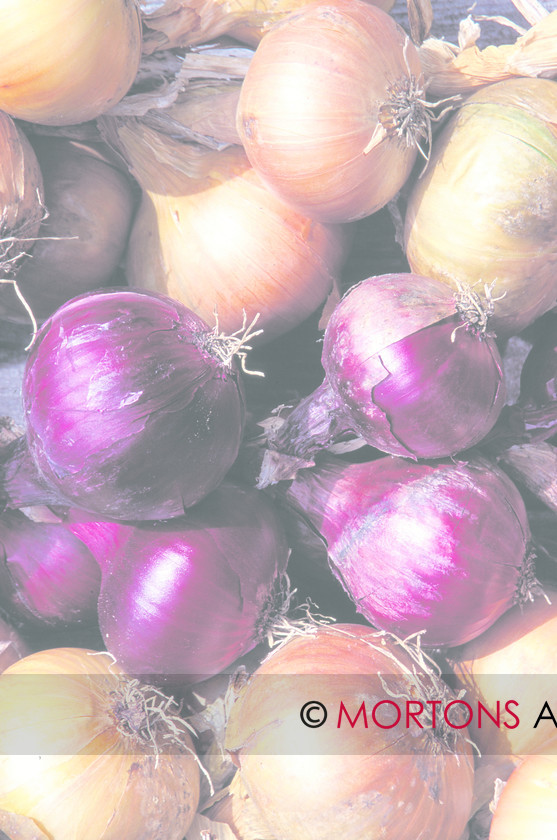 Onion and Garlic3 013 
 Onion and garlic 
 Keywords: Kitchen Garden, Mortons Archive, Mortons Media Group, onion