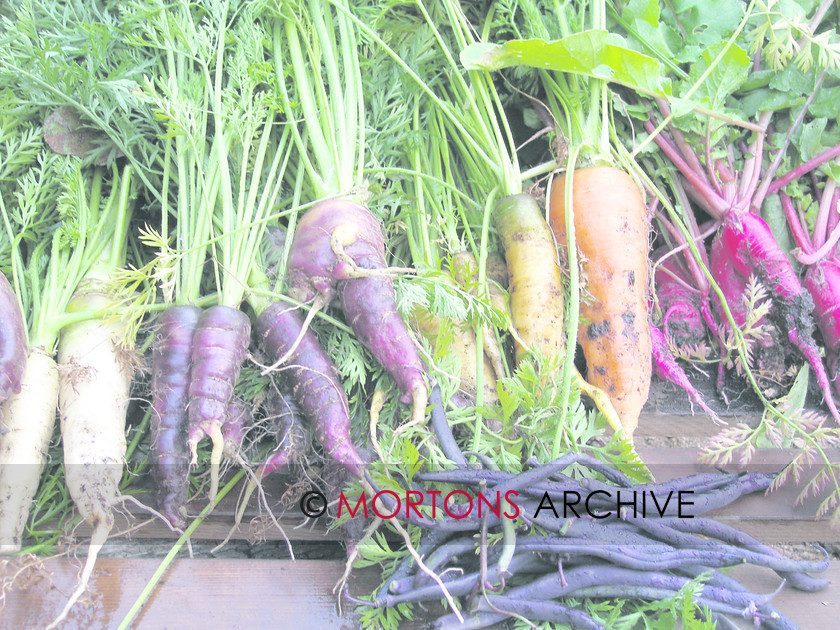 doddington hall 086 
 Varieties of carrots grown at Doddington Hall 
 Keywords: fresh produce, Kitchen Garden, Mortons Archive, Mortons Media Group