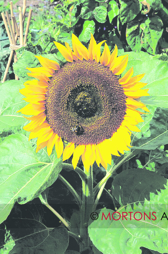 WD563139@9 we want your plo 
 Sunflower 
 Keywords: allotment, allotment competition 2008, allotments, best shed, Derby, kg allotment competition, Kitchen Garden, Mortons Archive, Mortons Media Group, Sunflower